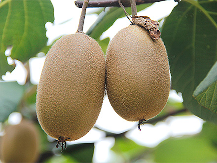 九游体育app下载基地展示一